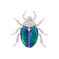 Jeweled beetle insect on a white background
